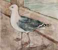 Gull