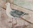 Gull