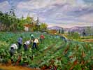Garlic Pickers in the Fields